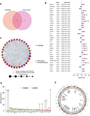 A novel anoikis-related gene signature predicts prognosis in patients with head and neck squamous cell carcinoma and reveals immune infiltration